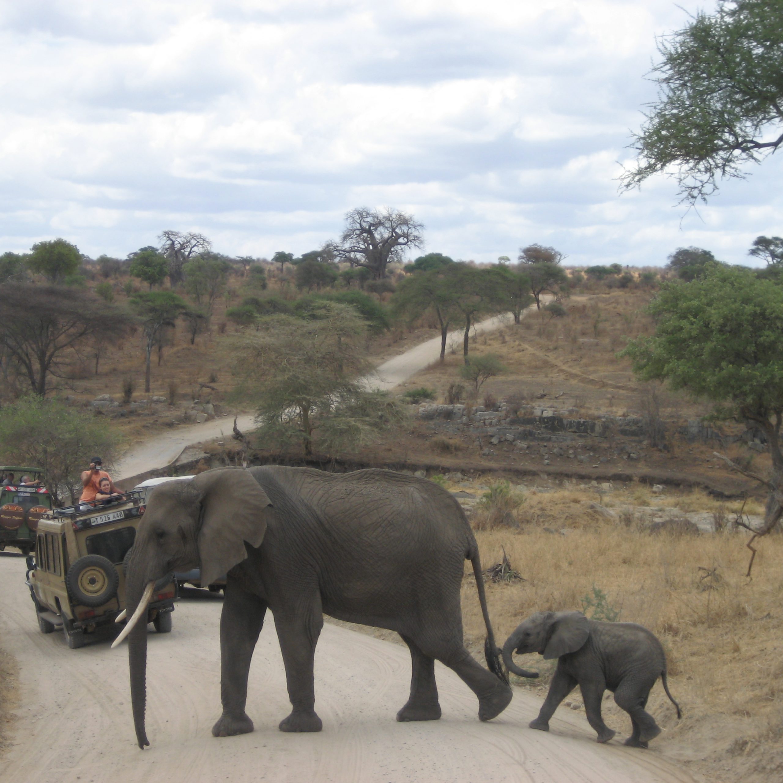  Day 2: Arusha Town to Tarangire National Park to Karatu