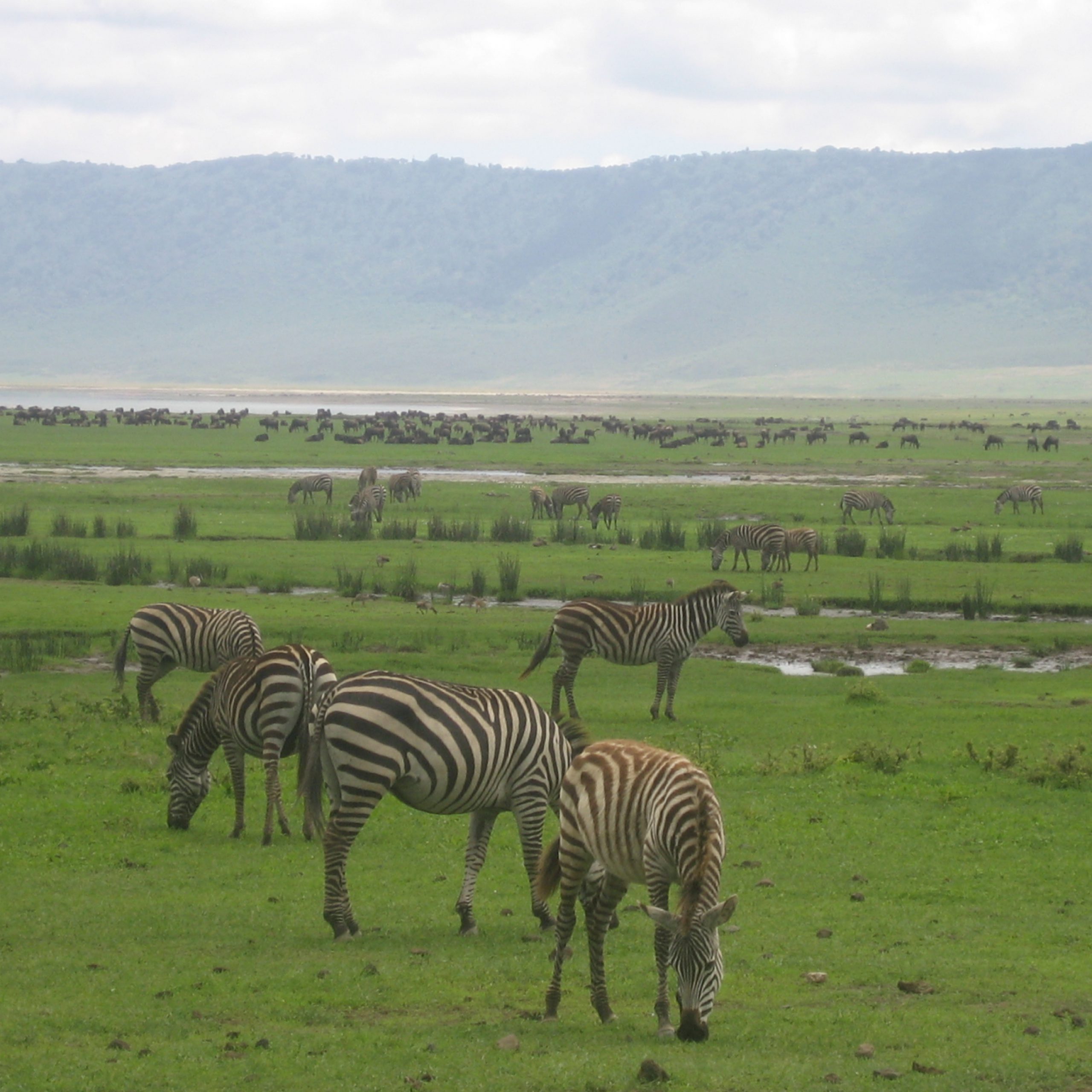  Day 5: Serengeti National Park to Ngorongoro Crater